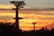 coucher de soleil allée des baobabs